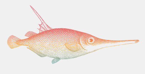 Longspine snipefish macroramphosus scolopax, subtropical  marine fish in side view - obrazy, fototapety, plakaty