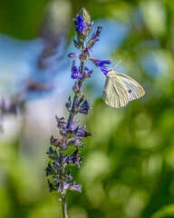 Un papillon Piéride du chou posé sur une fleur de lavande.
La beauté de la nature.