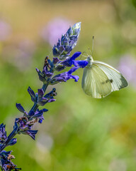 Un papillon Piéride du chou posé sur une fleur de lavande. La beauté de la nature. © Bernard