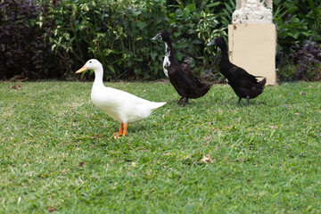 White and black geese on a green lawn