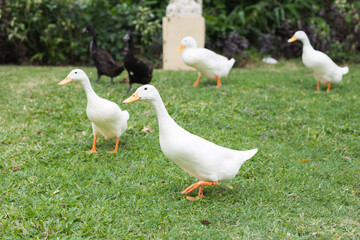 White and black geese on green grass side view