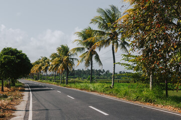 Scenic sunny road with palm trees. The concept of travel and tourism