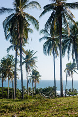 Fototapeta na wymiar Tall tropical palm trees on a hill against the backdrop of the ocean