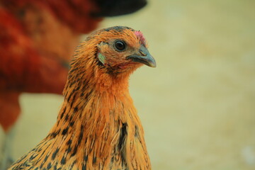 Beautiful Female Hen chicken in home vary close view in main focus in face blur background 