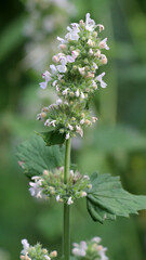 Flowering melissa (Melissa officinalis) flowers