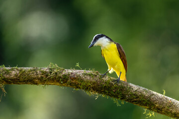 Great Kiskadee  (Pitangus sulphuratus) perching in the tropical rainforest - stock photo