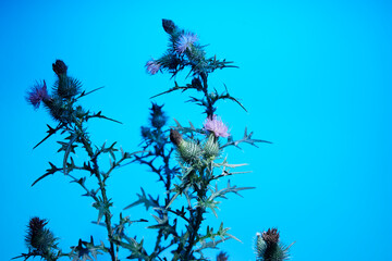 Arctium lappa, bordock plant on blue background, copy space
