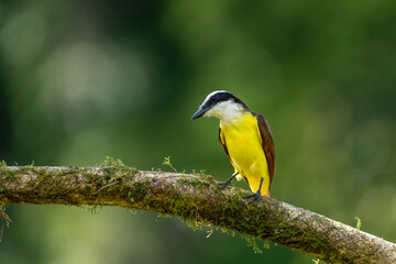 Great Kiskadee  (Pitangus sulphuratus) perching in the tropical rainforest - stock photo