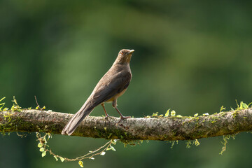 Clay-colored Thrush (Turdus grayi) Costa Rica - stock photo