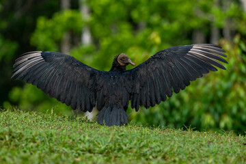 Black Vulture (Coragyps atratus) drying their wings - stock photo