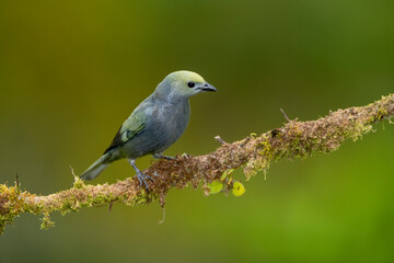 Palm Tanager (Thraupis palmarum) resting on branch, Costa Rica - stock photo