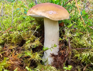 Boletus porcini mushroom in green wet moss in a sunny pine forest closeup. Healthy vegetarian food growing in nature.