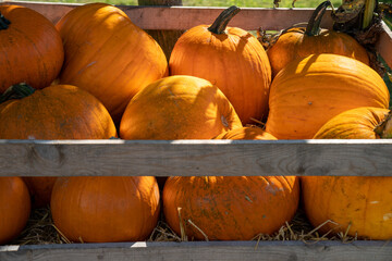 Wooden crate filled with freshly harvested orange pumpkins in field