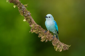 Sayaca tanager (Thraupis sayaca) in the rainforest of Costa Rica, perched on a branch - stock photo
