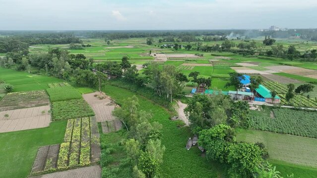 Rural landscape with green vegetation and rice fields parcels farms surrounded by village houses and tropical plants in Bangladesh