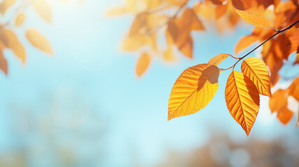 autumn abstract background, elm branch with yellow leaves on a background with a copy  space, october sky