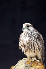 Lannerfalke