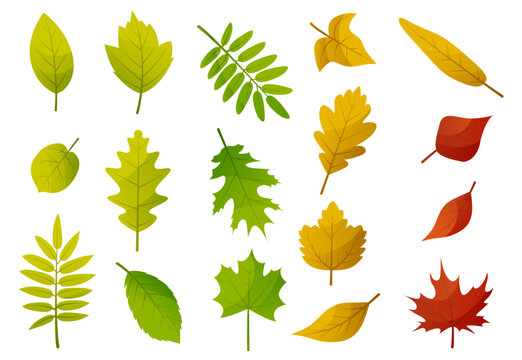Autumn leaves set. Yellow foliage leaf collection. Autumn design element. Vector illustration EPS10