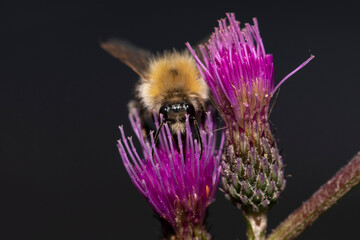 Busy bumble bee is visiting a flower.