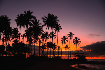 Fototapeta na wymiar Sun rise over palm trees