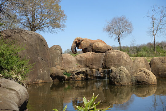 An Elephant Blends into Some Rocks at a Zoo
