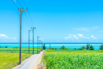 さとうきび畑と宮古島の海 © takusan