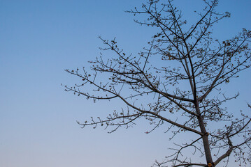 tree branches against blue sky