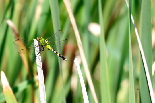 Green Snaketail Dragonfly