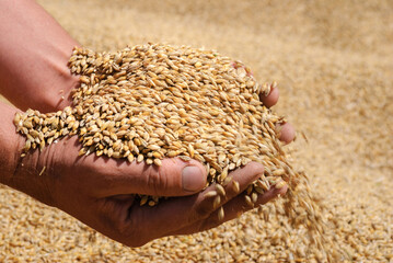 Ukrainian wheat grain in the hands of a person