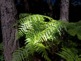 Fougère des sous-bois
