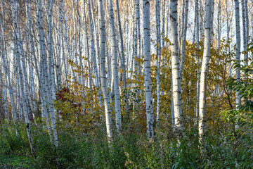 Obraz premium Birch Trees in the Wood in a Sunny Day Close UP