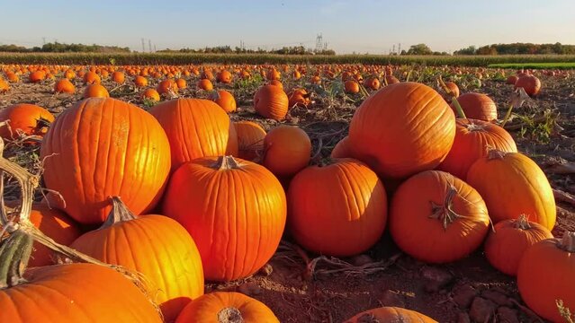 Golden hour evening at pumpkin farm. Decorated field with pumpkins at October, during seasonal holidays Thanksgiving day and Family day. Autumn visit and sale fair for Halloween. Pick you own pumpkins