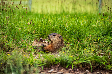Groundhog in the grass