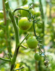 Close up of tomatoes growing in a poly tunnel