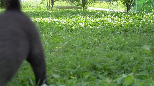 Three American Akita puppies, one month old. A small funny puppy runs towards us. Summer sunny day in the garden.. High quality 4k footage