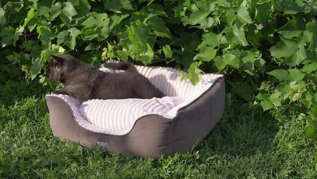 American Akita black puppies, one month old. A small funny puppy falls asleep on a dog bed under a bush. Summer sunny day in the garden. High quality 4k footage