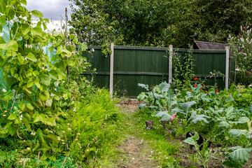 Various fruits and vegetables growing in a small allotment
