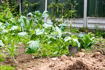 Vegetables growing in a small allotment