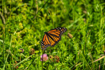 monarch butterfly on flowers