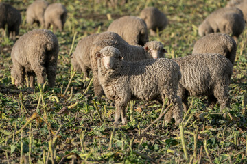 New Zealand sheep on a farm