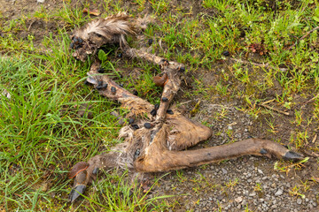 European Red Slug and Red-breasted Carrion Beetles feeding on cadaver deer