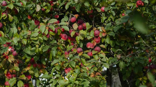 Approaching branches of apple tree with bountiful harvest of fruits, push-in shot. Red ripe apples hang on fruit tree in garden on autumn day, nobody. Organic crop grown without chemical fertilizers.