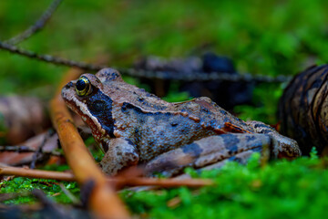 The Common Frog Rana temporaria in the forest with moss, plants, leaves and wood background, Germany nature.