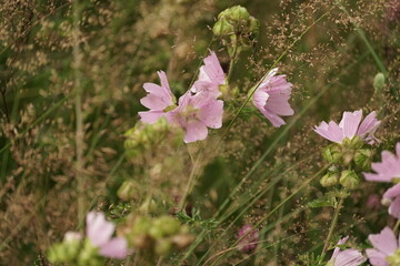 Blühende Malve, rosa und grün, Malva sylvestris