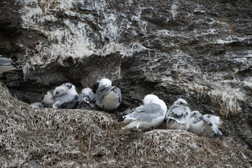 Kittiwakes in the nest