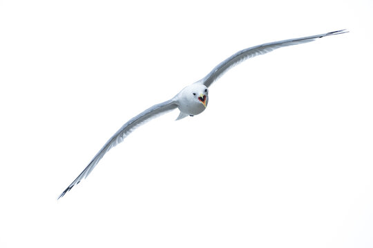 Kittiwtake in fligh