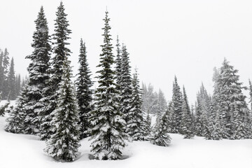 Winter Wonderland on Mount Rainier, Climbing Mount Rainier Washington. Hiking Gifford Pinchot...