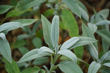 Sage field with many sage plant with silvered hairy leaves