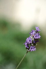 Flower of flowering organic lavender plant enlightened by sun close up