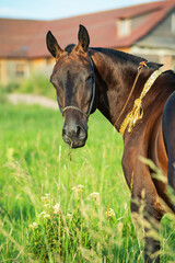 portrait of beautiful bay Akhalteke stallion posing in the field against stable.